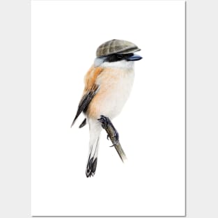 Red-backed shrike Posters and Art